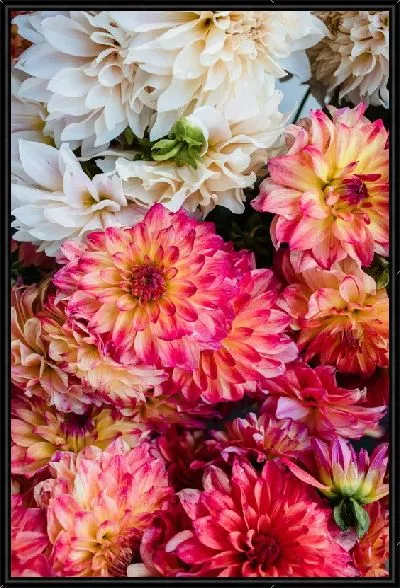 Картина Разноцветные георгины №2