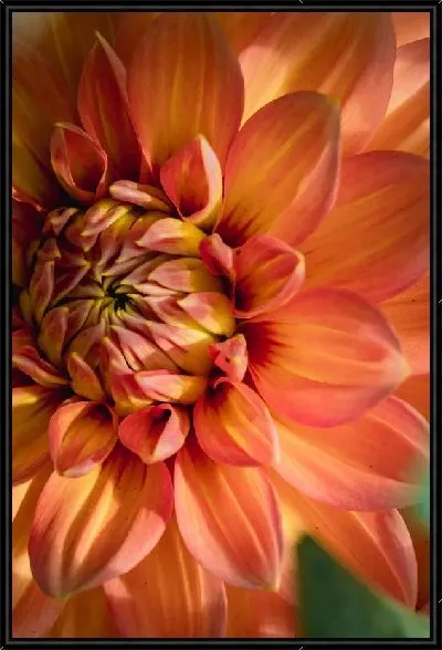 Картина Георгина №38