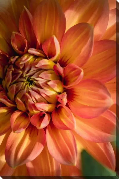 Постер Георгина №38