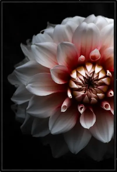 Картина Георгина №42