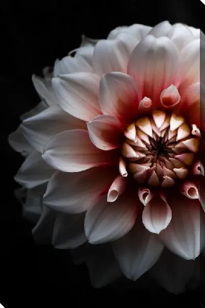 Постер Георгина №42