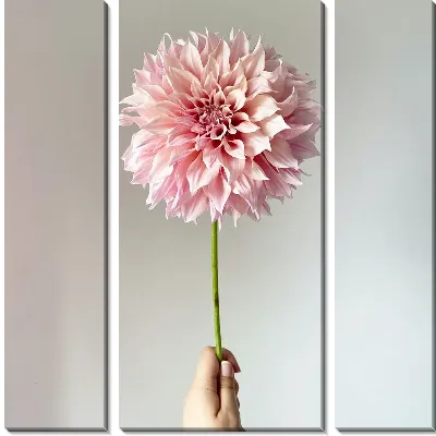 Модульная картина Георгина в руке