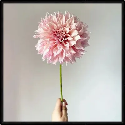 Картина Георгина в руке