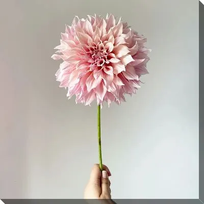 Георгина в руке