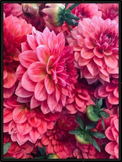 Картина Георгины №44