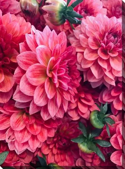 Постер Георгины №44