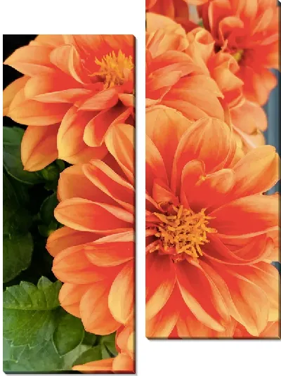 Модульная картина Георгины №46