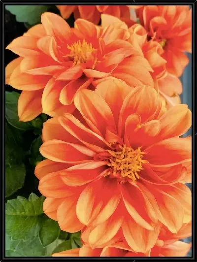 Картина Георгины №46