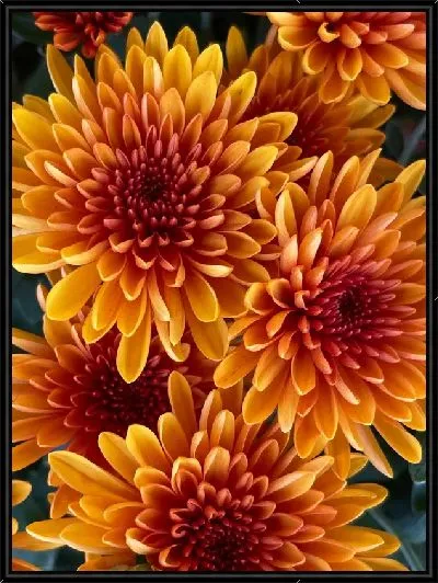 Картина Георгины №49