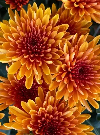 Плакат Георгины №49