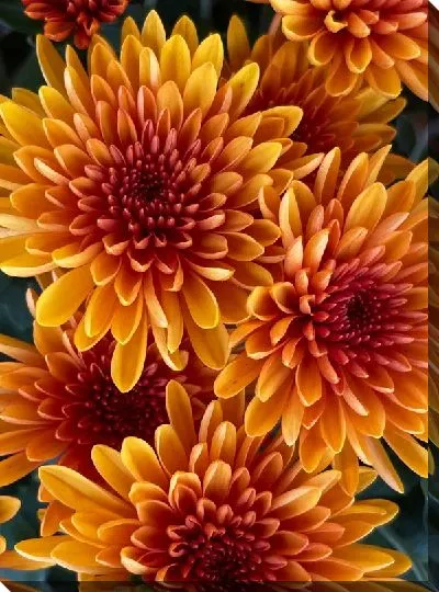 Постер Георгины №49