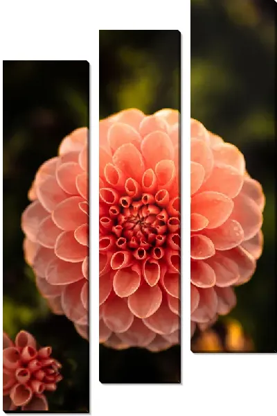 Модульная картина Георгины №51