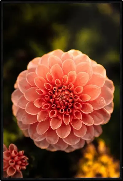 Картина Георгины №51