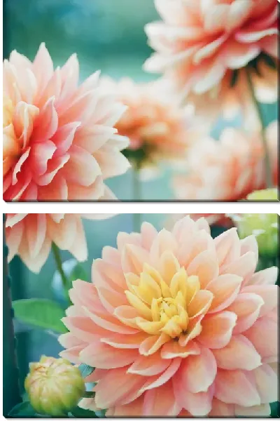 Модульная картина Георгины №52