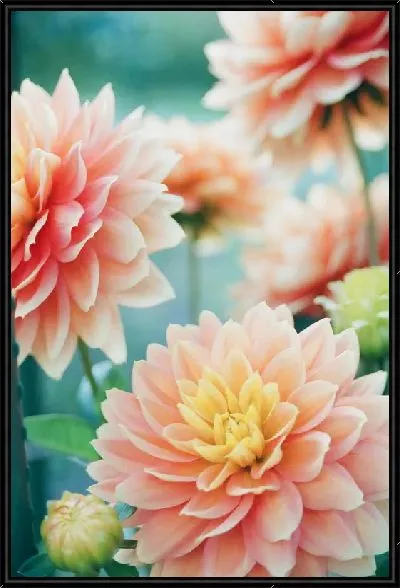 Картина Георгины №52