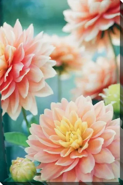 Постер Георгины №52