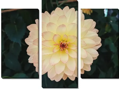 Модульная картина Георгины №57