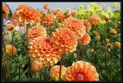 Картина Георгины №59