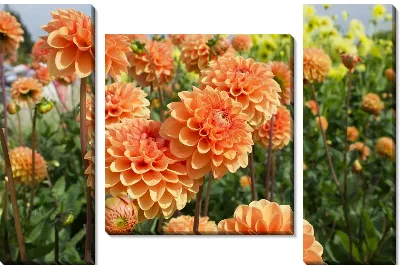 Георгины №59