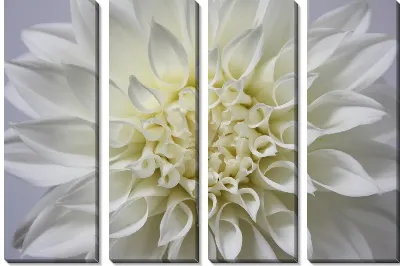 Модульная картина Георгина №62