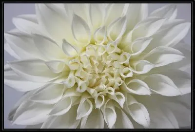 Картина Георгина №62