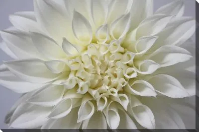 Постер Георгина №62