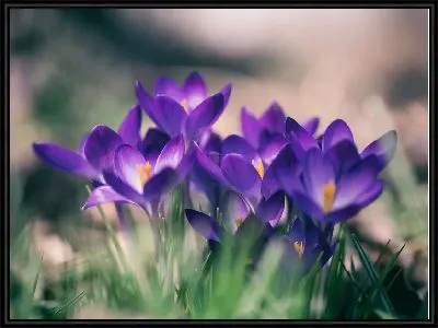 Фиалки в природе