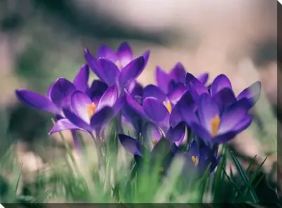 Фиалки в природе