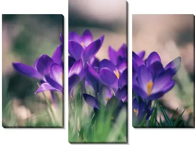 Фиалки в природе