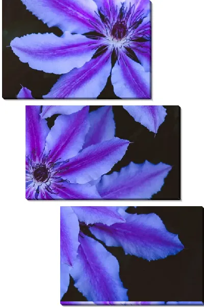 Модульная картина Фиалки на черном фоне