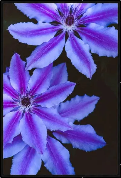 Картина Фиалки на черном фоне