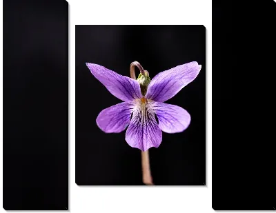 Фиалка на черном фоне