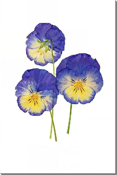 Картина маслом Композиция с фиалками №111