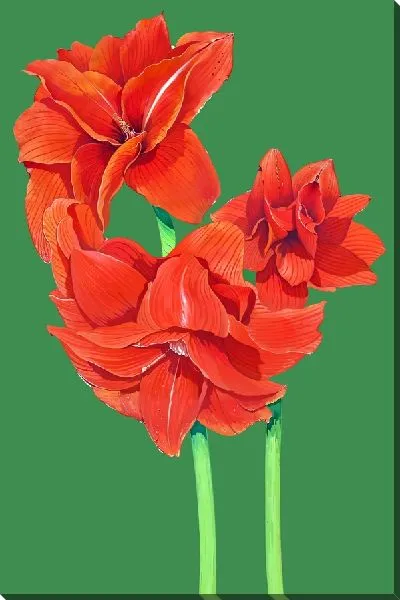 Картина маслом Амариллисы на зеленом фоне