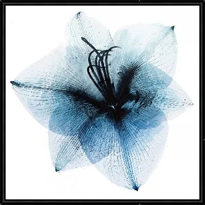 Картина Амариллис полупрозрачный