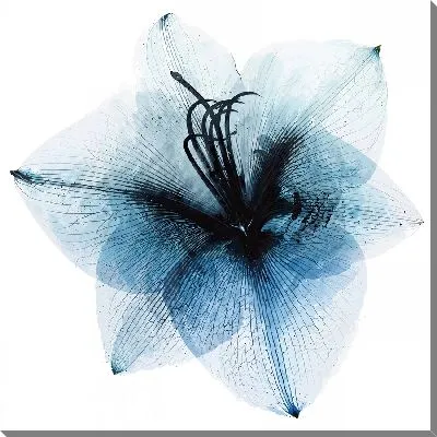 Картина маслом Амариллис полупрозрачный