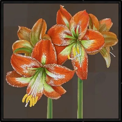Картина Амариллисы №2