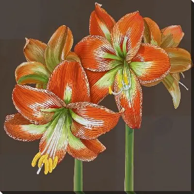 Постер Амариллисы №2