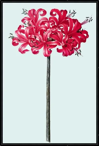 Картина Амариллис красный