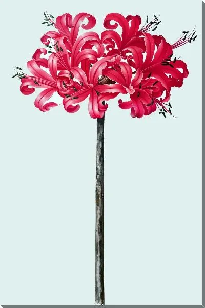 Картина маслом Амариллис красный