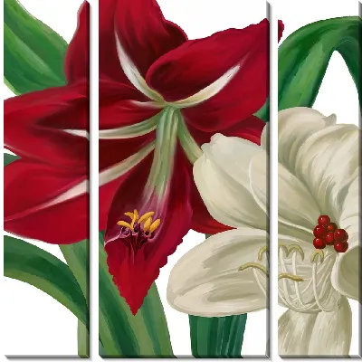 Модульная картина Красный и белый амариллисы
