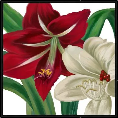 Картина Красный и белый амариллисы