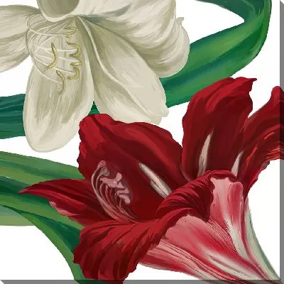 Картина маслом Красный и белый амариллисы №2