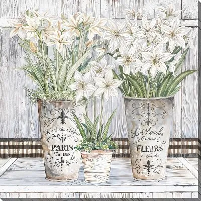 Амариллисы в кашпо