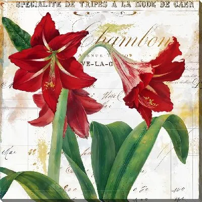 Амариллисы №6