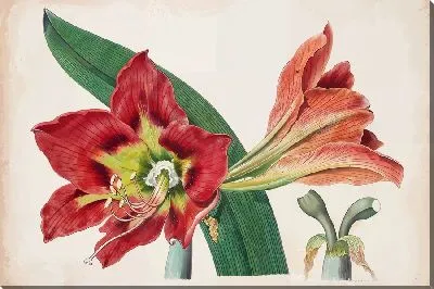 Картина маслом Амариллис №9