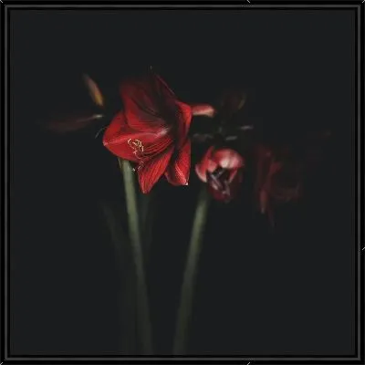 Картина Амариллисы на черном фоне