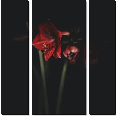 Амариллисы на черном фоне