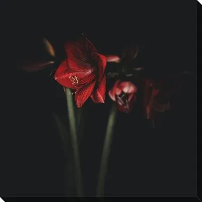 Амариллисы на черном фоне