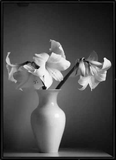 Картина Амариллисы в белой вазе